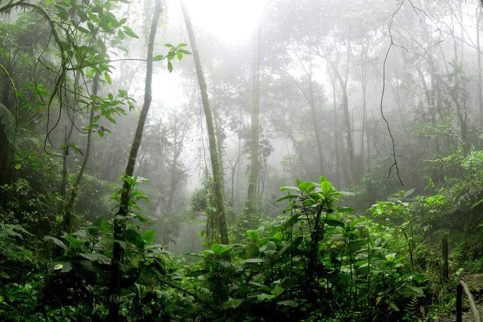 A Floresta Amazônica é conhecida como o “pulmão do mundo” e sua extensão é de aproximadamente 6,7 milhões de km².
