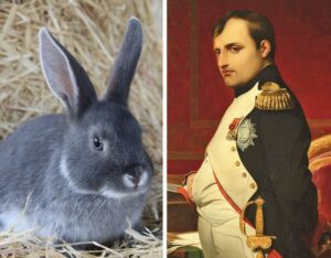 O imperador Napoleão Bonaparte era conhecido por sua inteligência militar mas em 1807, enfrentou um inimigo inesperado: milhares de coelhos.