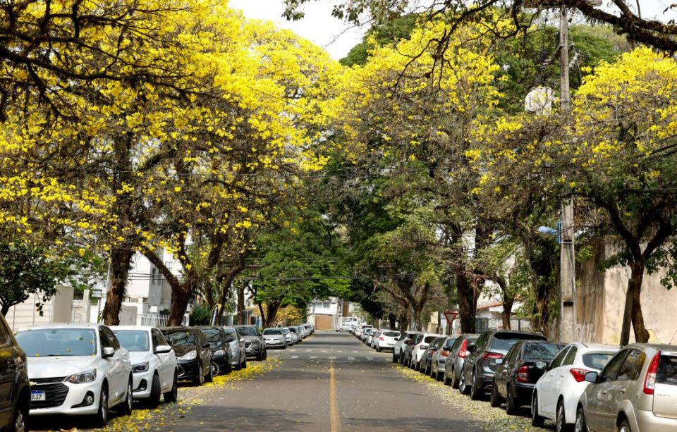 Como as árvores nas cidades promovem bem-estar, aliviam o calor, melhoram a saúde e por que sua preservação é essencial para a vida urbana.