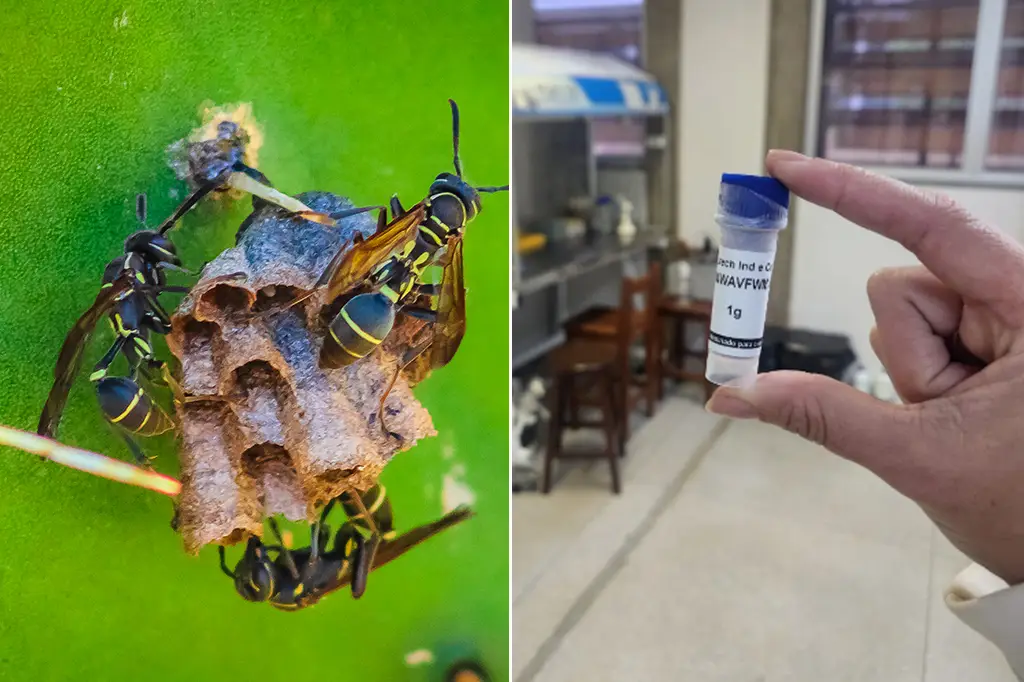 Veneno de marimbondo pode ajudar no combate ao Alzheimer? Entenda o que dizem as pesquisas, testes realizados e o que a ciência já comprovou.