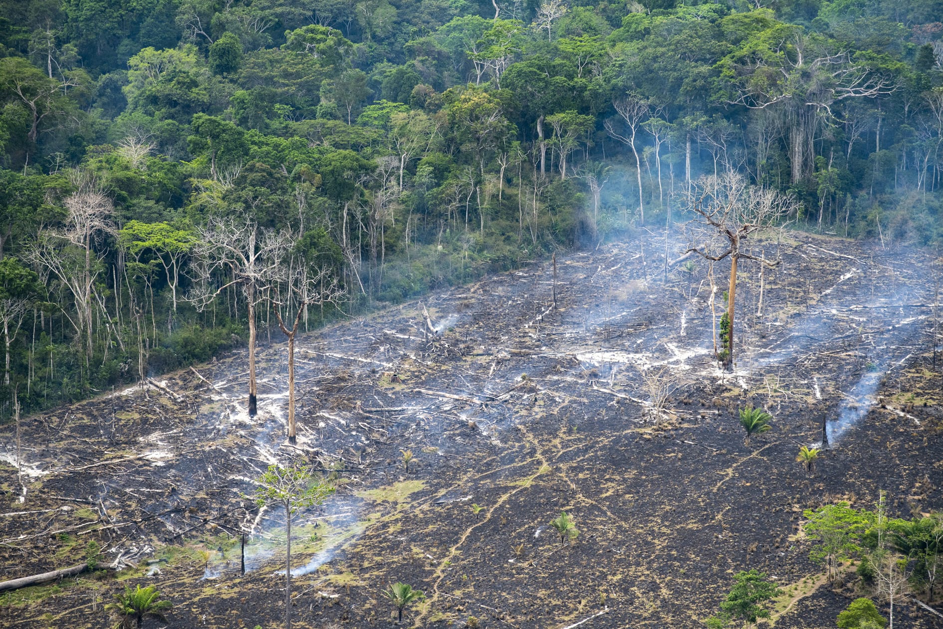 Desmatamento e clima estão diretamente ligados. Entenda como a perda de florestas afeta chuvas, temperatura e a vida das pessoas.