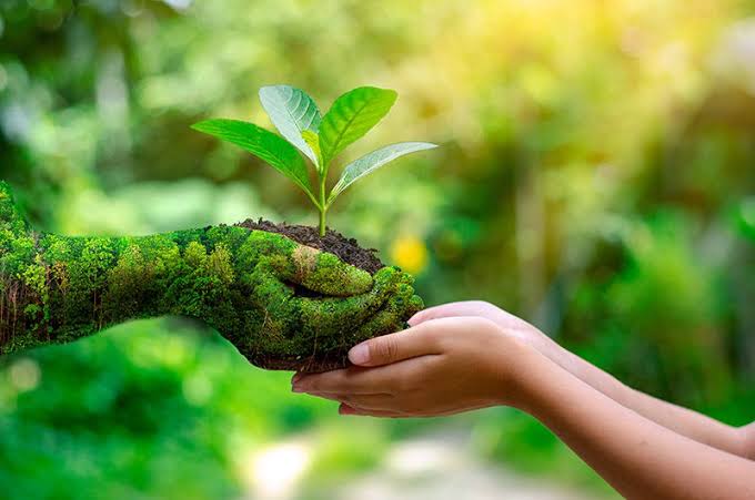 Descubra como as árvores ajudam a combater as mudanças climáticas, proteger a água, reduzir o calor, armazenar carbono e preservar a biodiversidade.
