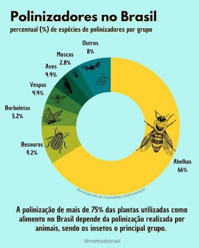 Entenda por que abelhas e outros polinizadores são essenciais para a produção de alimentos e quais ameaças colocam esse serviço da natureza em risco.